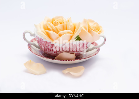 Roses and rose petals in a cup on white background Stock Photo