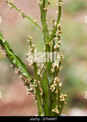 Baccharis trimera plant in bloom on natural background Stock Photo