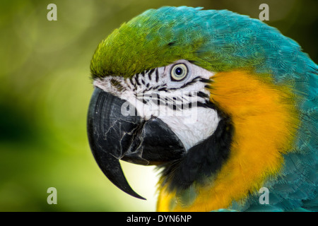 Amazonian Blue and Gold Macaw closeup portrait. Stock Photo