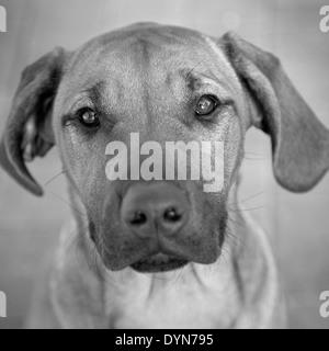 Sympathetic dog, a mans best friend who always knows what you're going through Stock Photo