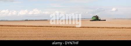 Panorama of a wheat field being harvested in Pierce County, North Dakota Stock Photo