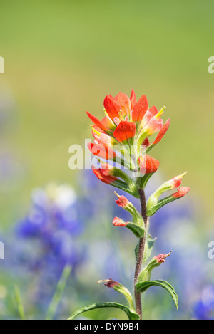 Closeup of Indian Paintbrush wildflower with Texas bluebonnets on the background Stock Photo