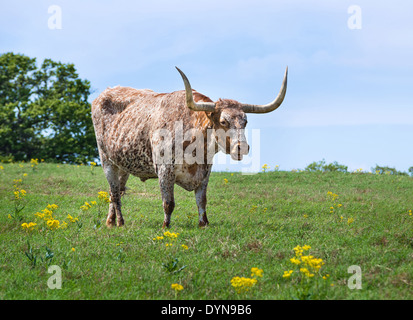 Texas longhorn cattle grazing on pasture Stock Photo