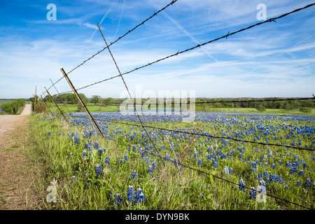 Bluebonnet field and fence along a country road in Texas spring Stock Photo