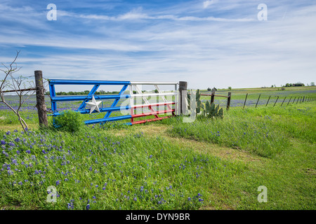 Bluebonnet field and a fence with gate along roadside in Texas spring Stock Photo
