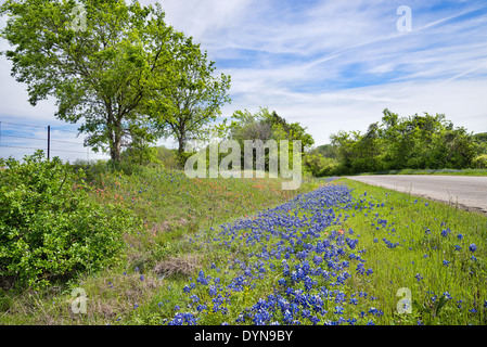 Texas bluebonnet spring vista along country road Stock Photo