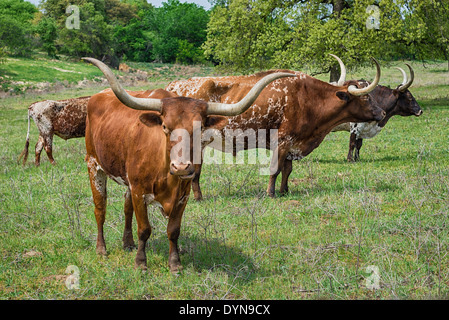 Texas longhorn cattle grazing on green pasture Stock Photo