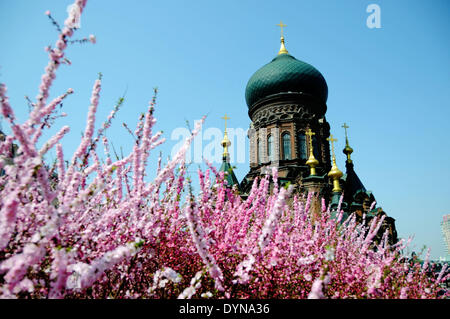 Harbin, China's Heilongjiang Province. 23rd Apr, 2014. Peach blossoms are seen in front of the Sophia Cathedral in Harbin, capital of northeast China's Heilongjiang Province, April 23, 2014. © Wang Jianwei/Xinhua/Alamy Live News Stock Photo