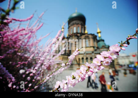 Harbin, China's Heilongjiang Province. 23rd Apr, 2014. Peach blossoms are seen in front of the Sophia Cathedral in Harbin, capital of northeast China's Heilongjiang Province, April 23, 2014. © Wang Jianwei/Xinhua/Alamy Live News Stock Photo