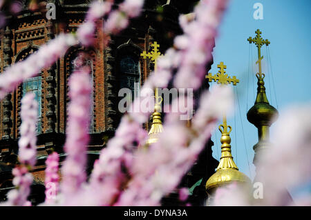 Harbin, China's Heilongjiang Province. 23rd Apr, 2014. Peach blossoms are seen in front of the Sophia Cathedral in Harbin, capital of northeast China's Heilongjiang Province, April 23, 2014. © Wang Jianwei/Xinhua/Alamy Live News Stock Photo