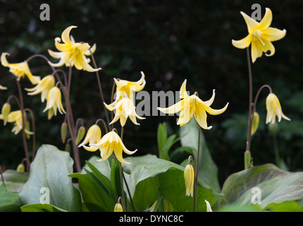 Erythronium dens-canis  Pagoda common name Dogs tooth violet Stock Photo