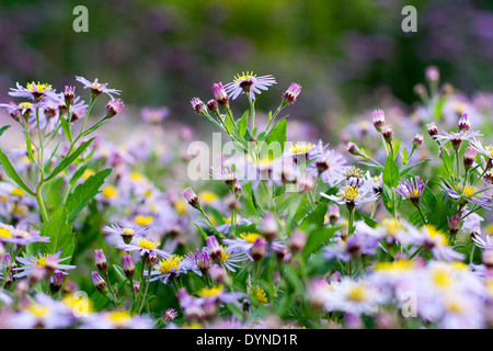 Aster macrophyllus 'Twilight' (common name Michaelmas daisy) Stock Photo