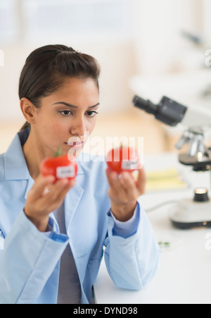 Hispanic scientist examining samples in laboratory Stock Photo