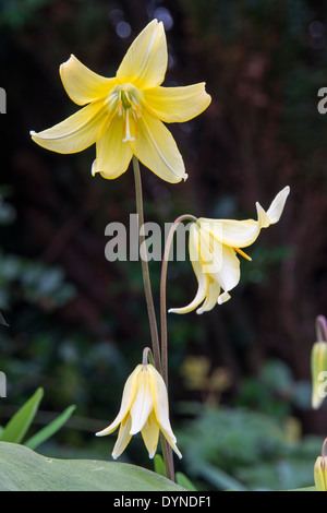 Erythronium dens canis 'Pagoda', this cultivar of the dogs tooth violet has yellow flowers. It is ideally suited to shade. Stock Photo