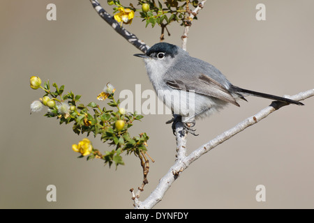 Black-tailed Gnatcatcher - Polioptila melanura - Adult male breeding Stock Photo