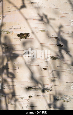 Birch Tree Trunk; Betula pendula; Devon; UK Stock Photo