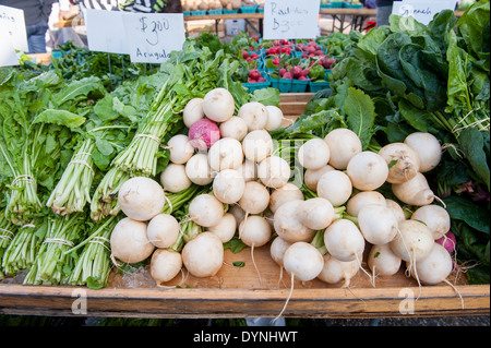 Large white root vegetables at the Waverly Farmers Market in Baltimore, Maryland Stock Photo
