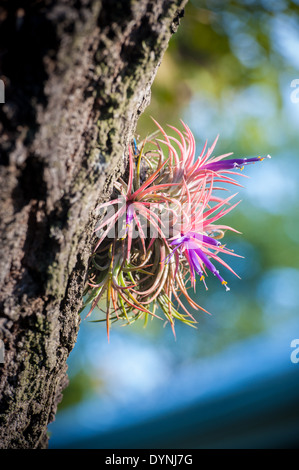 Exotic growth hung on tree trunk in Pompano Beach, FL Stock Photo
