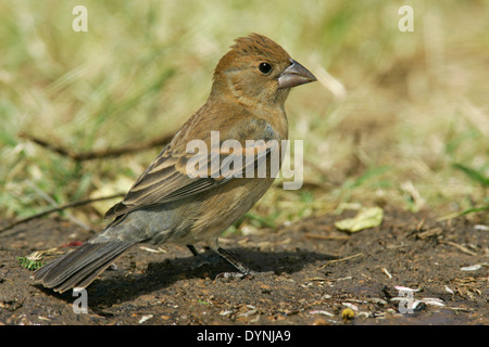 Blue Grosbeak - Passerina caerulea - Adult female Stock Photo