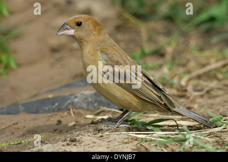 Blue Grosbeak - Passerina caerulea - Adult female Stock Photo