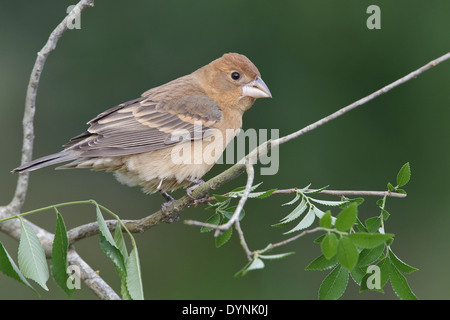 Blue Grosbeak - Passerina caerulea - Adult female Stock Photo