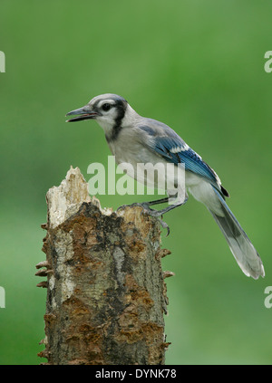 Baby blue jay Stock Photo - Alamy