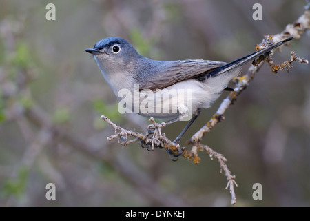 Blue-gray Gnatcatcher - Polioptila caerulea - Adult male breeding Stock Photo