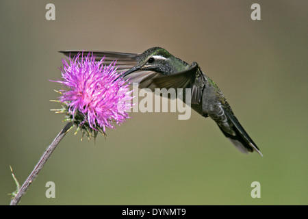 Blue-throated Hummingbird - Lampornis clemenciae - Adult male Stock Photo