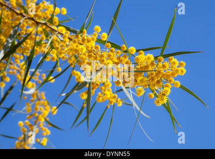 Yellow flowers of Golden wattle. Acacia pycnantha macro photo Stock Photo