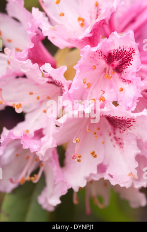 Abundant masses of delicate large blossom pale pink and white rhododendron flowers Stock Photo