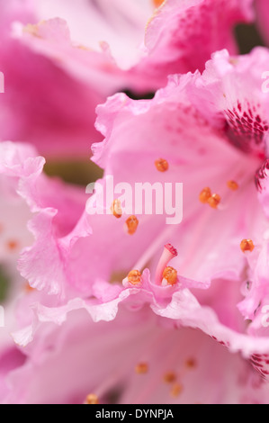 Abundant masses of delicate large blossom pale pink and white rhododendron flowers Stock Photo