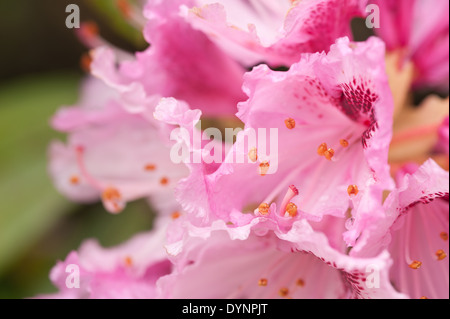 Abundant masses of delicate large blossom pale pink and white rhododendron flowers Stock Photo