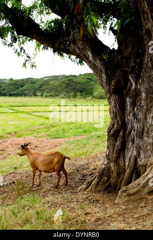 Rural Landscape in Puerto Princesa, Palawan, Philippines Stock Photo