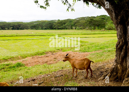 Rural Landscape in Puerto Princesa, Palawan, Philippines Stock Photo