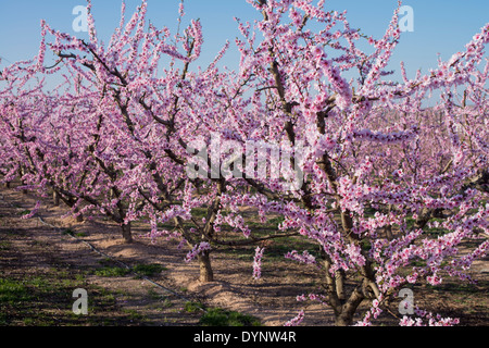 Field of Peach trees (Prunus persica) flowered in early Spring, Fraga, Spain Stock Photo