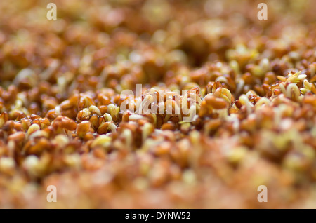 Germination of cress seeds essay example picture