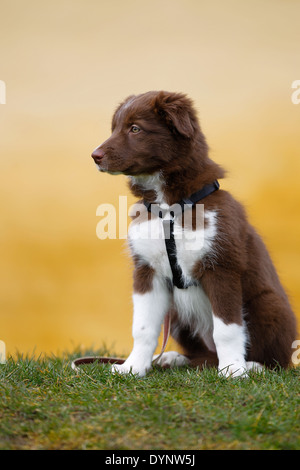 Tiny and cute pure-bred border collie puppy standing outside on grass. Stock Photo