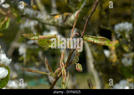 Early blisters of pear leaf blister mite, Eriophyes pyri, red on young pear foliage in spring Stock Photo