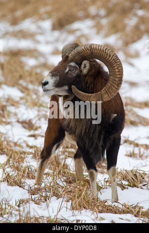 European mouflon (Ovis gmelini musimon / Ovis ammon / Ovis orientalis musimon) ram in the snow in winter Stock Photo