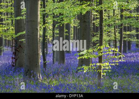 Bluebells (Endymion nonscriptus) in flower in beech forest (Fagus sylvatica) in spring Stock Photo
