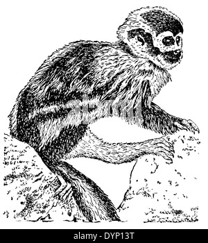 Common squirrel monkey (Saimiri sciureus), illustration from Soviet encyclopedia, 1938 Stock Photo