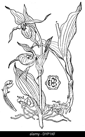 Lady's-slipper orchid (Cypripedium calceolus), illustration from Soviet encyclopedia, 1928 Stock Photo