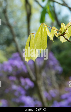 Aesculus Hippocastanum. Horse chestnut leaves on a branch at springtime in an  English garden Stock Photo