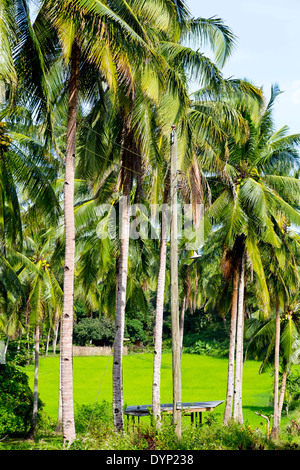 Rural Landscape in Puerto Princesa, Palawan, Philippines Stock Photo