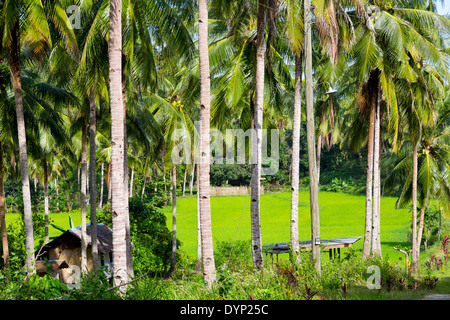 Rural Landscape in Puerto Princesa, Palawan, Philippines Stock Photo