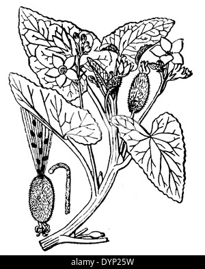 Squirting cucumber (Ecballium elaterium), illustration from Soviet encyclopedia, 1927 Stock Photo