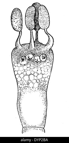 Basidium, illustration from Soviet encyclopedia, 1926 Stock Photo - Alamy