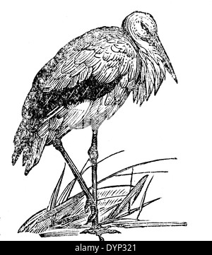 White Stork (Ciconia ciconia), illustration from Soviet encyclopedia, 1926 Stock Photo