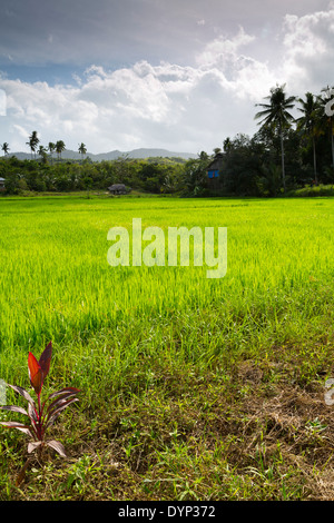 Rice Field in Puerto Princesa, Palawan, Philippines Stock Photo - Alamy