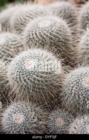 Mammillaria geminispina. Twin spined cactus. Stock Photo